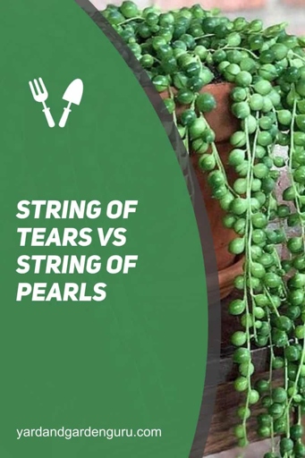 The string of tears and the string of pearls are two different types of string. The string of tears is made of a rough material, while the string of pearls is made of a smooth material.
