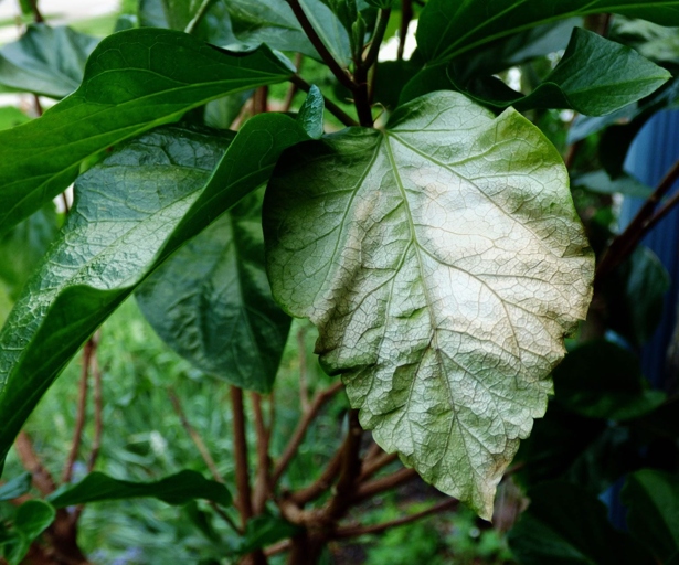 The sunburn causes the leaves to appear white.