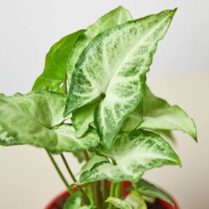 The Syngonium plant is native to Central and South America.