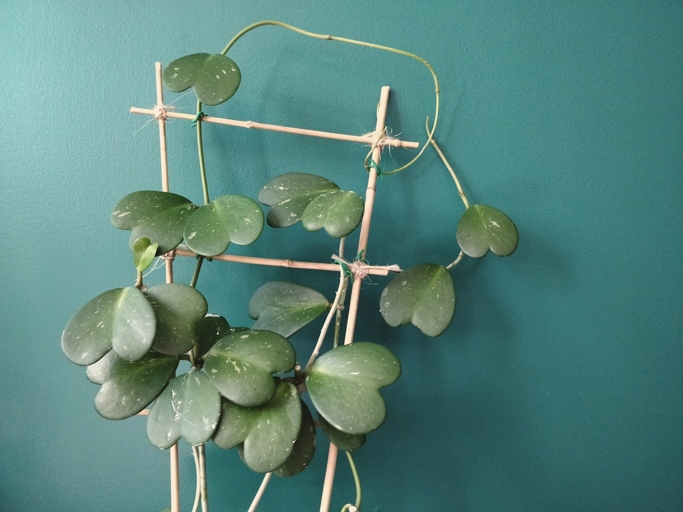 The take away from this article is to never give up on your hoya plant, no matter how many brown spots it has.