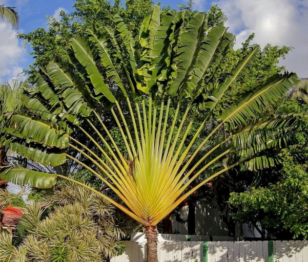 The Traveler's Palm is an easy plant to care for and is a great addition to any home. The plant gets its name from its leaves which are said to resemble the shape of a traveler's hat. The Traveler's Palm is a beautiful and unique plant that is native to Madagascar. It is a member of the palm family and is related to the bird of paradise.