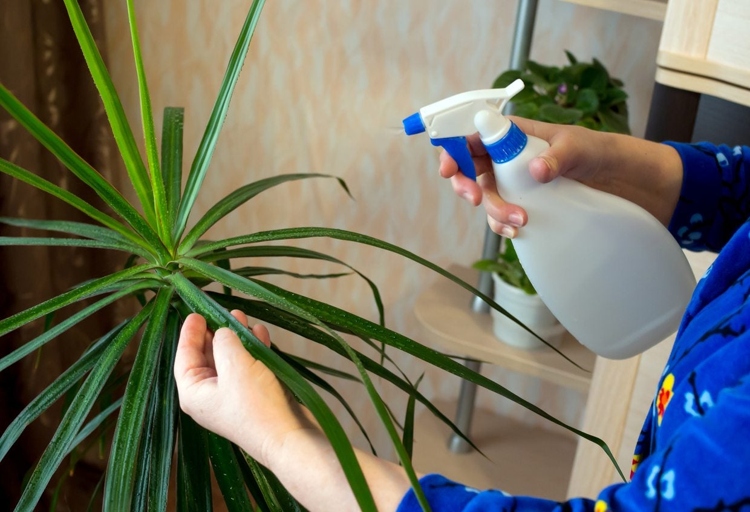The treatment, control, and prevention of Dracaena fungal diseases can be achieved by following these eight steps.