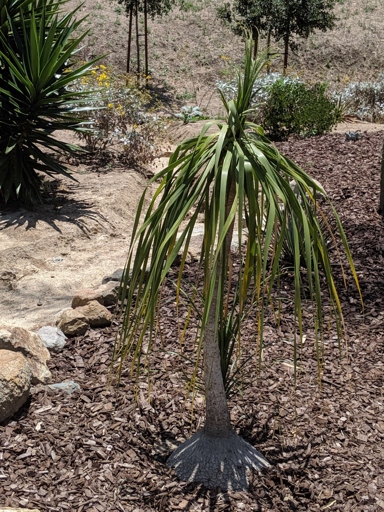 The trunk is covered in a brown, fibrous material that is soft to the touch. Ponytail palms are a type of palm tree that is known for its long, thin, and flexible trunk. If the trunk of your ponytail palm is soft, there are a few things you can do to fix the problem.