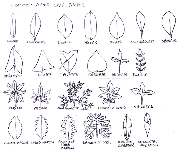 The two plants are both part of the Araceae family and have similar leaf shapes.