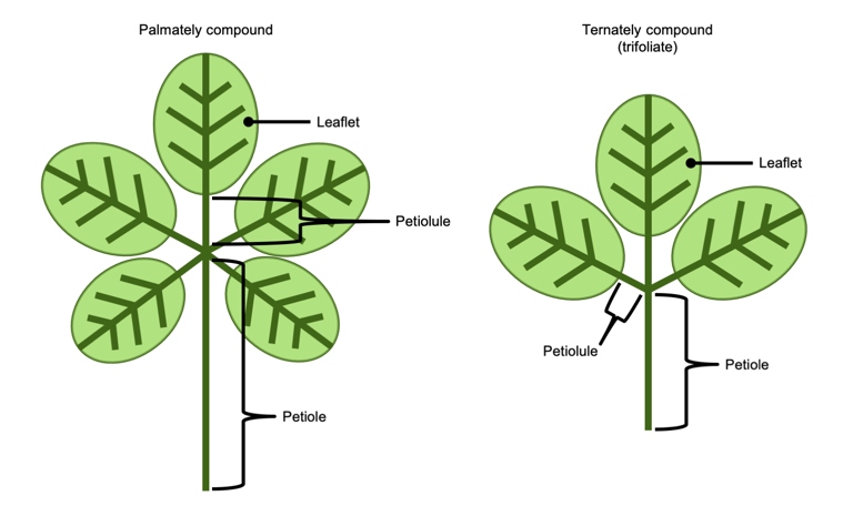 The two plants are often confused because they have similar leaves and growth habits.