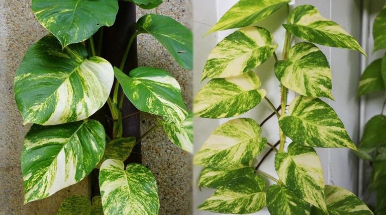 The two plants are similar in appearance, but the Hawaiian pothos has variegated leaves with yellow and green colors, while the golden pothos has solid green leaves.