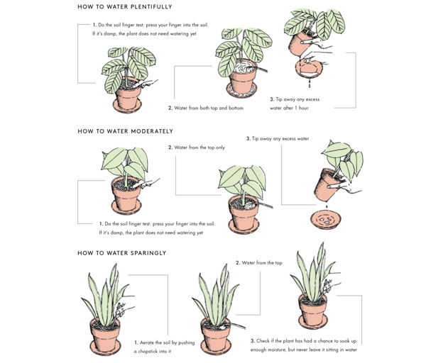 The two plants are similar in appearance, but there are some key differences to be aware of when choosing between them.