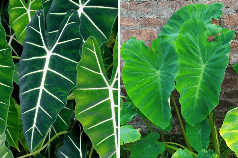 The two plants are similar in that they are both Alocasia species, but they differ in color and size.