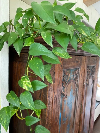 The two plants are similar in that they are both easy to care for and thrive in many different types of environments. The main difference between the two is that pothos has variegated leaves, while jade leaves are solid green.