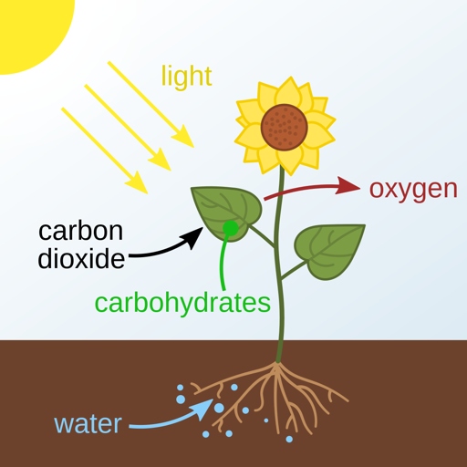 The two plants are similar in that they are both easy to care for, but they have different needs when it comes to light and water.
