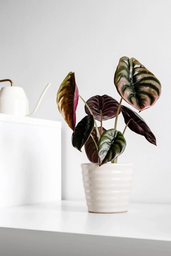 The two plants are similar in that they are both from the Alocasia genus, but they are different in that the Ivory Coast has green leaves and the Pink Dragon has pink leaves.