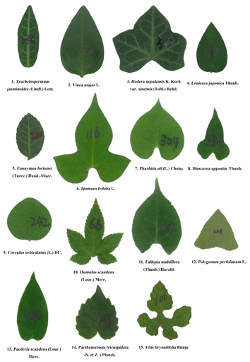 The two plants are similar in that they are both vines, but they differ in leaf shape and size.