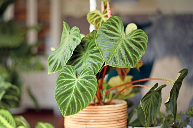 The two plants have different growth habits, with Philodendron Selloum growing upright and Xanadu growing outward.
