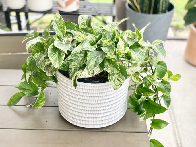 The two plants have different potting mix requirements, with the Marble Queen needing a well-drained mix and the Golden Pothos preferring a more moisture-retentive mix.