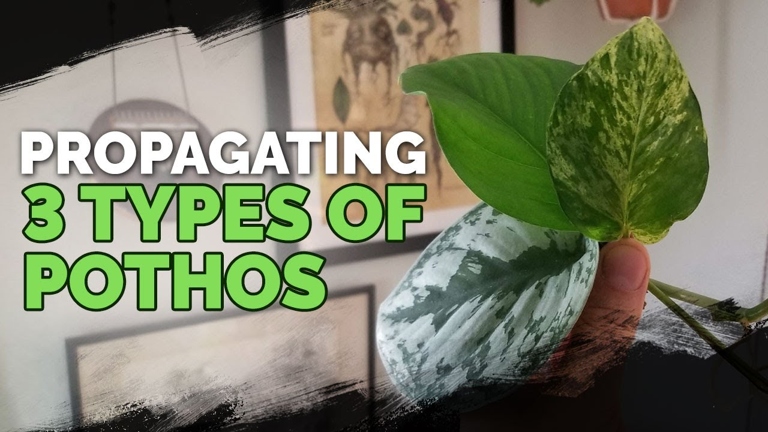 The two plants have different root structures. The Pearl and Jade Pothos have a fibrous root system, while the Marble Queen has a taproot system.