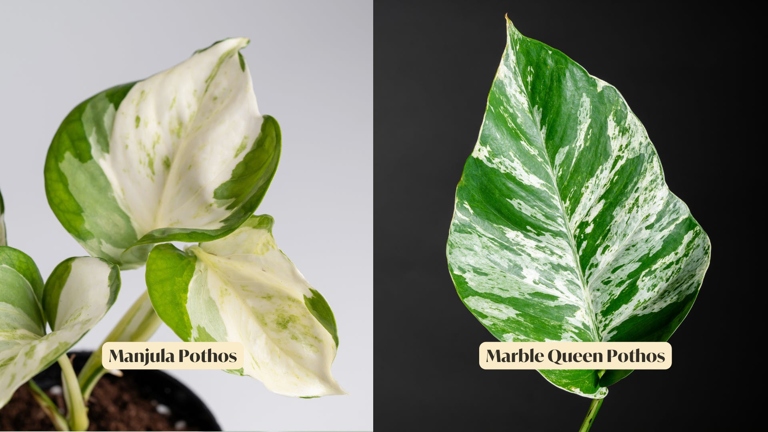 The two plants have different temperature requirements, with the Snow Queen preferring cooler temperatures and the Marble Queen tolerating higher temperatures.