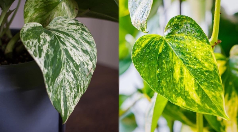 The two plants have different watering needs, with the Marble Queen needing more water than the Golden Pothos.