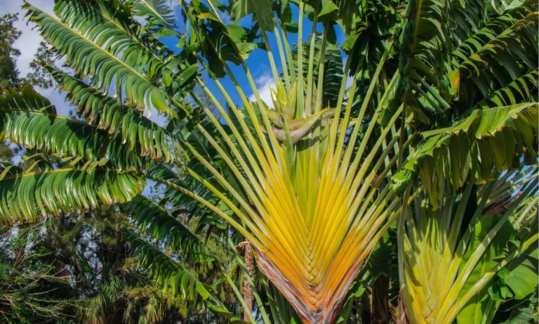 The two plants have very different appearances, with the Traveler's Palm being much taller and thinner, and the Bird of Paradise being shorter and wider.