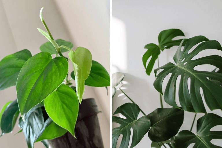 The two species of Monstera are very similar, but there are a few key differences that can help you tell them apart.