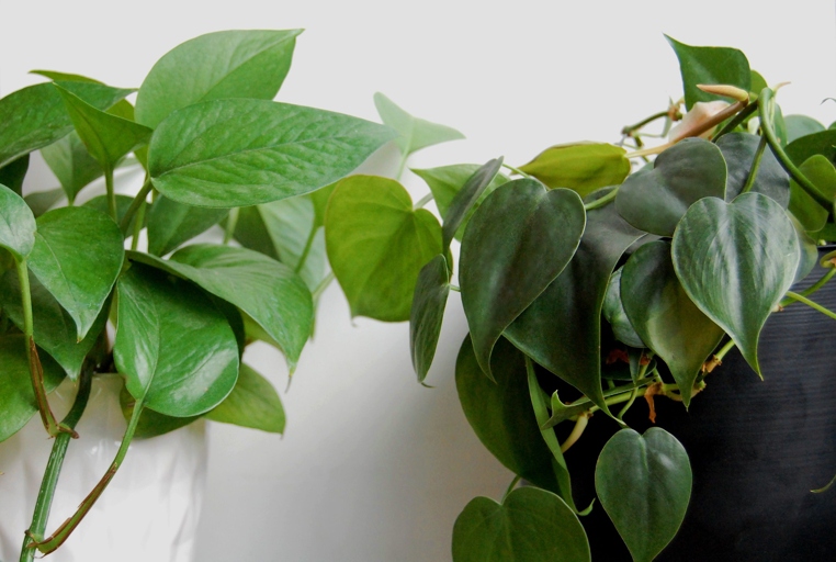 The two types of philodendron have different leaf shapes.