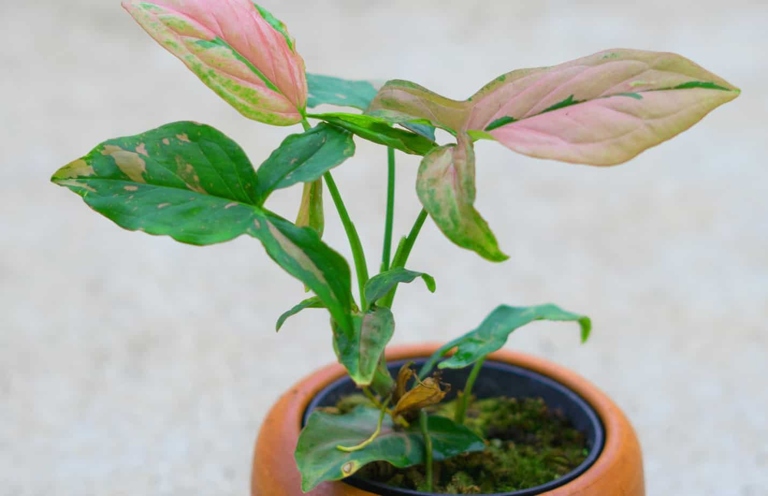 The two varieties of Syngonium, Confetti and Pink Splash, are very similar in growth habit and characteristics.