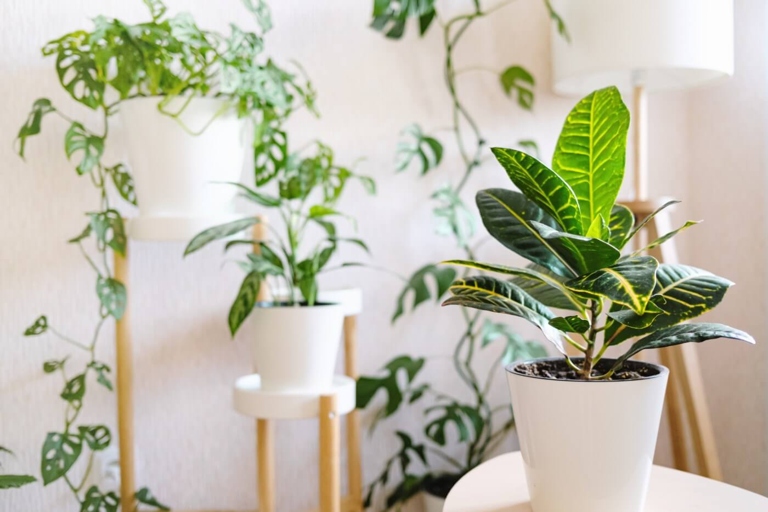 The type and size of container you use can affect how often you need to water your croton.