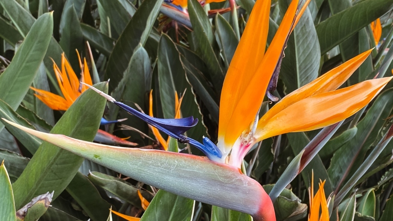 The type and size of pot you use for your bird of paradise can affect how often you need to water it.