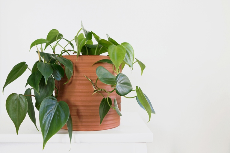 The type of pot you use can affect how often you need to water your philodendron.