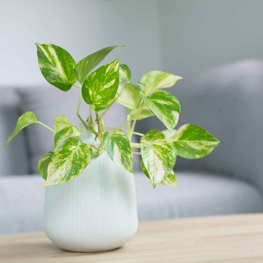 The type of soil mixture you use will also affect how often you need to water your pothos. There are three main types of containers - plastic, ceramic, and glass. 2. 3. 1. The size of the container will determine how often you need to water your pothos.