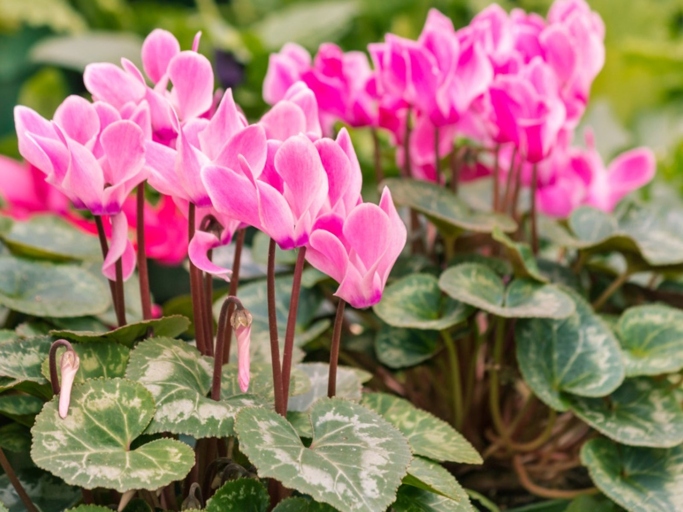 The type of soil you use can affect how well your cyclamen grows.
