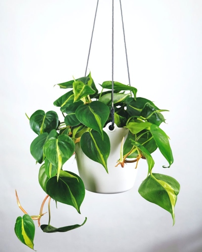 The type of soil you use can affect how well your philodendron grows.