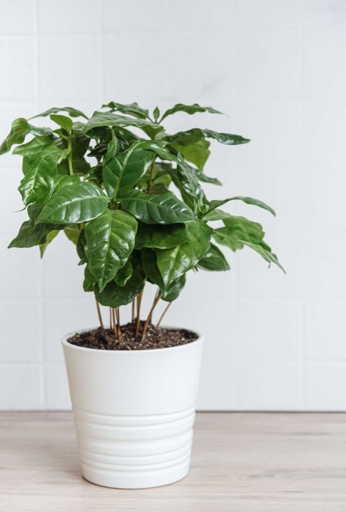 The type of soil you use can have an effect on the health of your coffee plant.