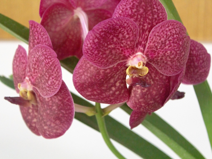 The Vanda orchid is a beautiful black orchid that is native to Asia.