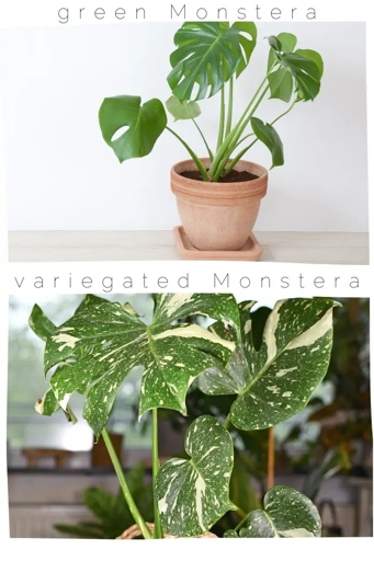 The variegata variety is more expensive because it is less common and harder to grow.