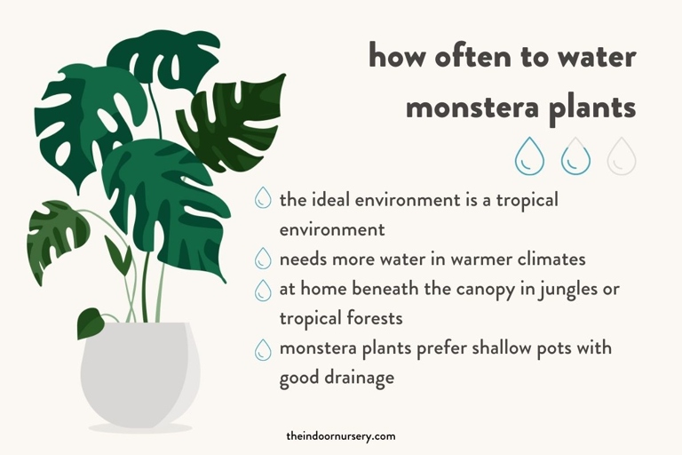 The watering frequency for a monstera plant should be adjusted with the seasons, as too much or too little water can lead to the plant becoming sunburnt.