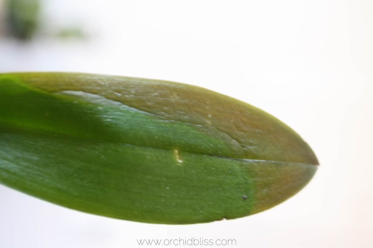 The white spots on orchid leaves are caused by a variety of things, including sun damage, pests, and disease.