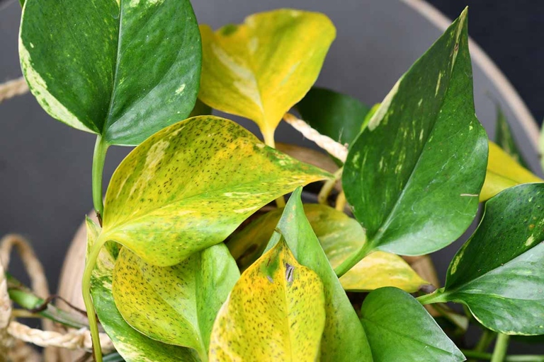 The yellow leaves on your golden pothos are telling you that the plant is not getting enough light.