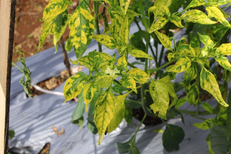 The yellow spots on your pepper leaves may be caused by bugs.