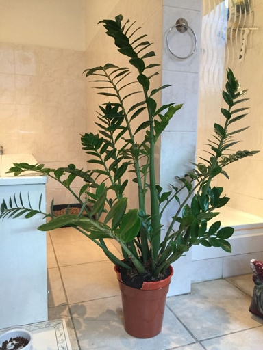 The ZZ plant can grow to be quite large, up to three feet tall.