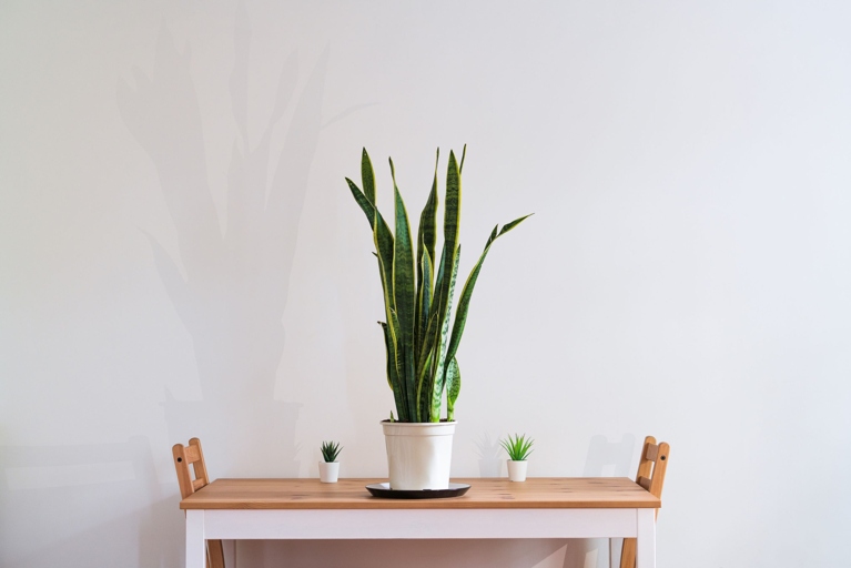 The ZZ plant is known for its resilience and ability to thrive in low-light conditions, making it a popular choice for indoor gardens. While the plant is not known for its flowers, they can occasionally bloom, and when they do, they are said to symbolize strength and perseverance.