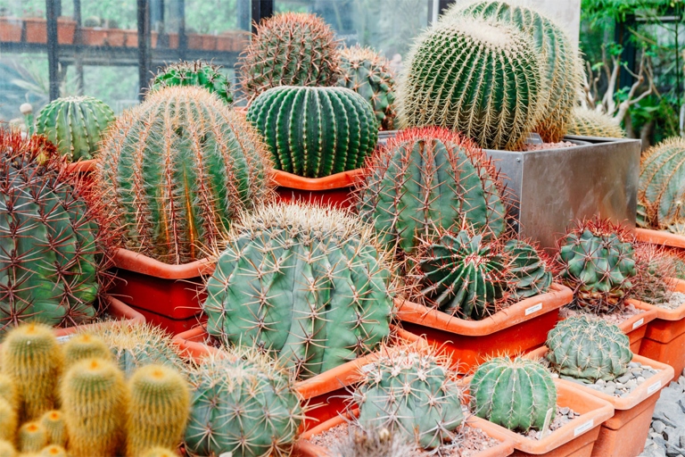 Then, plant the cutting in well-draining cactus soil and water it regularly. If your cactus is getting squishy, it's probably because it's not getting enough water. To root a cactus cutting, start by soaking the cutting in water for a few hours.