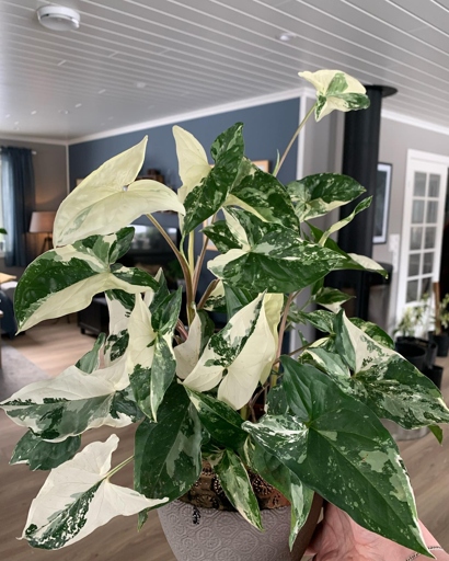 There are 12 types of Variegated Syngonium, all of which are native to Central and South America.