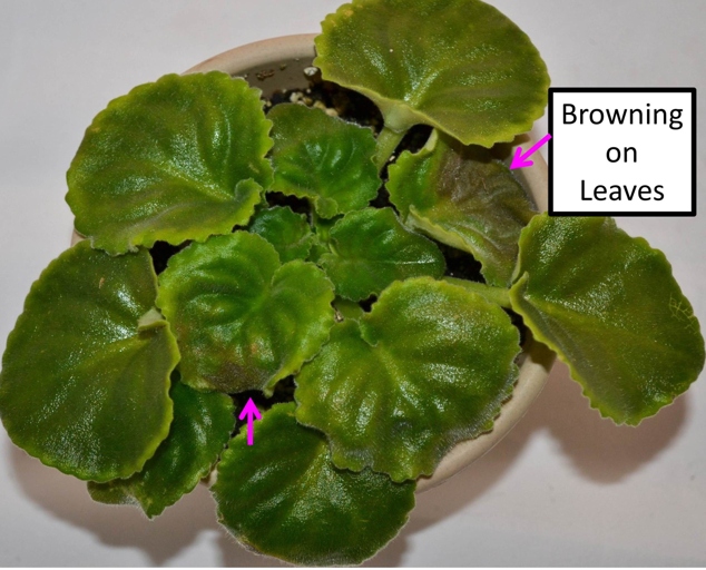 There are a few different symptoms that can indicate your African violet has brown spots on its leaves.