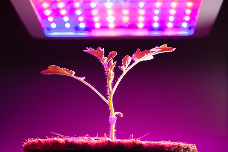 There are a few different types of lighting that can be used to grow plants indoors, including fluorescent, incandescent, and LED lights.