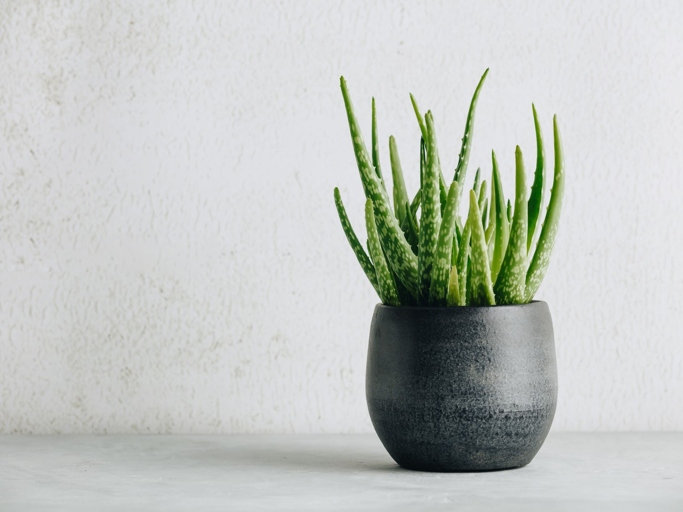 There are a few different types of pots you can use for your aloe vera plant, but make sure it has drainage holes to avoid root rot.