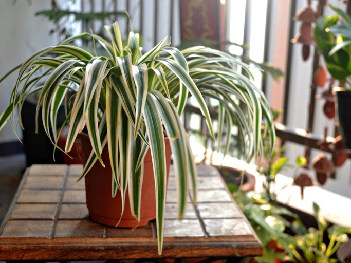 There are a few different ways to water your spider plant, and the method you choose should be based on your plant's needs.