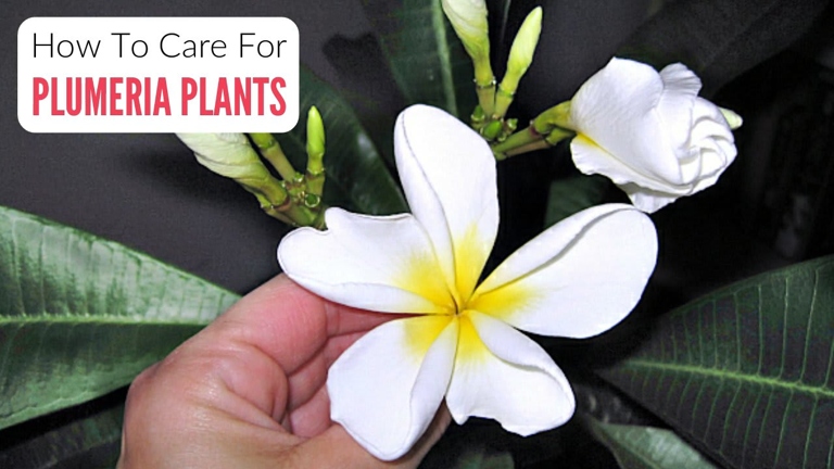 There are a few easy fixes. If you have white spots on the leaves of your plumeria/frangipani, don't worry!