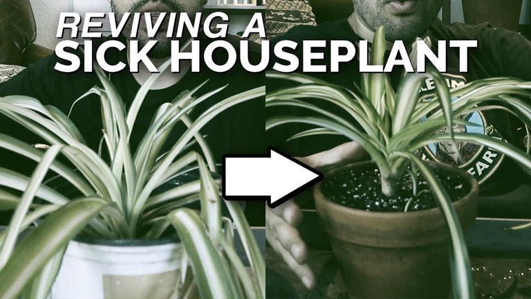 There are a few easy treatments to get your plant back to looking its best. If you're noticing brown spots on your spider plant, never fear!