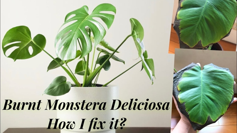 There are a few easy ways to revive your plant. If your Monstera is sunburnt, don't worry!