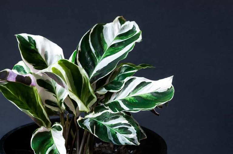 There are a few possible causes and solutions. If you notice white spots on your Calathea leaves, don't panic.